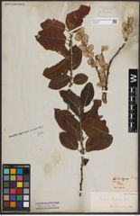 Foto von Salix caprea L.